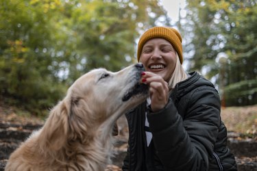 Dog treat, girl in the park feeds the pet, plays with the golden retriever