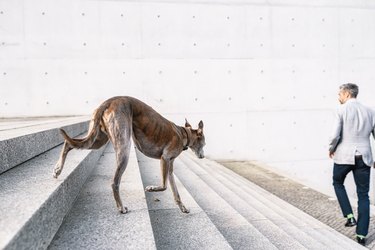 greyhound coming down stairs behind businessman