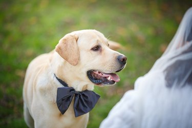 Buddy The Dog with a Tie, looking at the Bride during Wedding