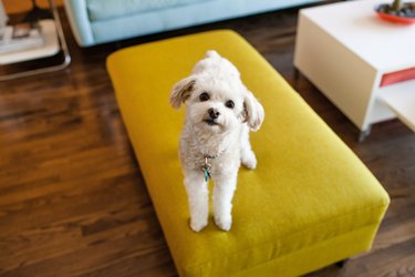 Portrait of  whitedog sitting on stool