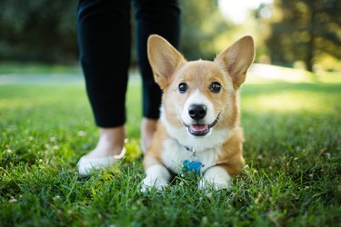 Corgi puppy next to person's feet in the grass