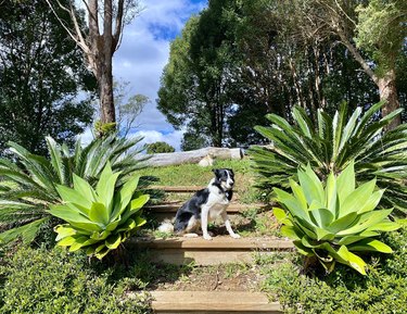 Border Collie in Landscaped Garden