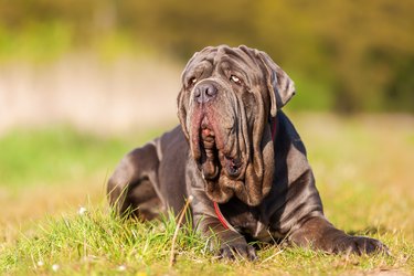 portrait of a Neapolitan Mastiff