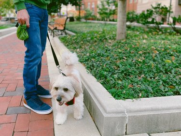 Man Out on Walk With Dog Holds Pet Waste Bag