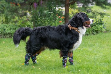 Bernese mountain dog on a green lawn in shoes for dogs