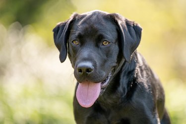 Labrador,Close-up portrait of black labrador sticking out tongue,United Kingdom,UK