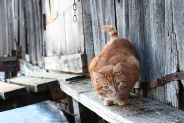 Ginger cat attacks