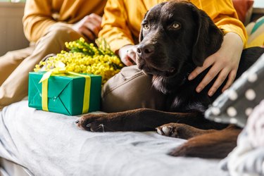 Couple relaxing on the bed and cuddling with their cute brown Labrador