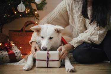 Stylish woman and adorable dog holding christmas gift under christmas tree with lights. Cute dog with wrapped present sitting with owner in festive scandinavian room. Pet and winter holidays