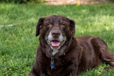 do dogs get grey hair