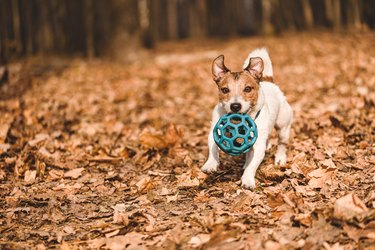 Jack Russell Terrier dog playing with ball in park on sunny November day