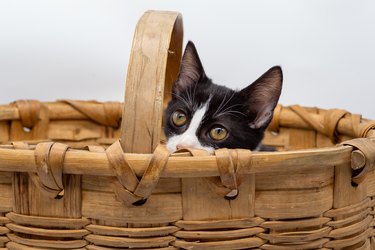 Small kitten hidden in a wicker basket.  Domestic feline puppy
