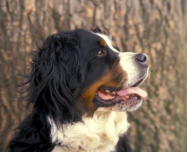 Bernese Mountain Dog