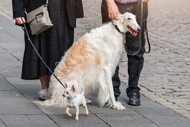A family walks a large Russian greyhound and a tiny dog on a city street. Differences and breeds concept