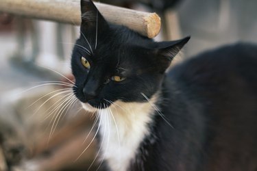 White and black cat posing to the camera