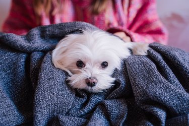 Dog On Bed At Home