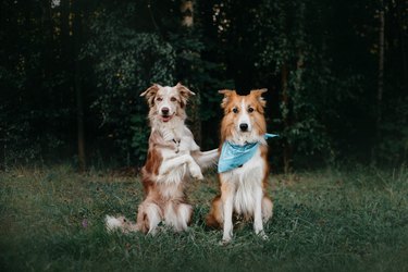 Two border collie dogs sit in embracing one another