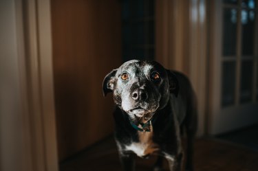 Calm scene of a Black Dog obscured in shadow, with face slightly illuminated