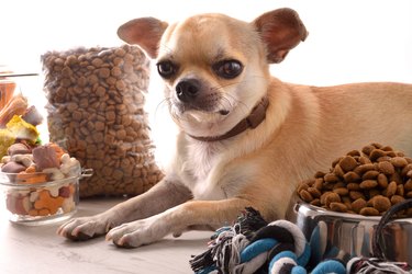 A tan Chihuahua dog with a grumpy-looking expression is lying on a table next to a bag and bowl of dog food, a bowl of dog treats, and a rope tug-of-war toy.