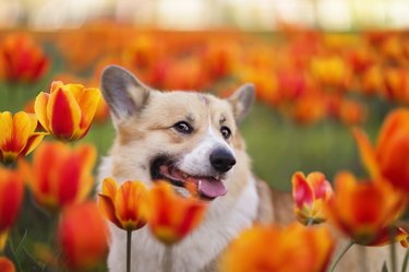 cute corgi dog sitting in a flowerbed with bright red and yellow tulips in a sunny spring garden and sniffing flowers