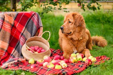 A beautiful red-haired dog lies on a blanket with a basket of ripe apples.