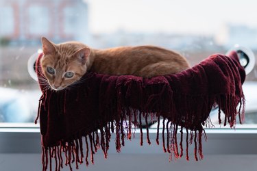 tabby cat lying in a hammock attached to the window, turns its neck to looks at the camera