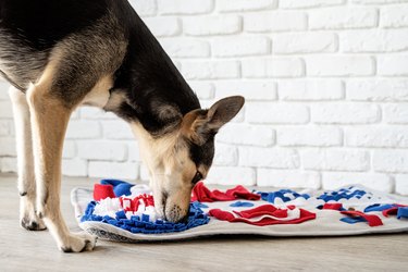 cute mixed breed dog playing with washable snuffle rug for hiding dried treats for nose work. Intellectual games with pet