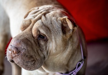 head of a Shar Pei dog at fair.