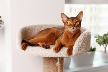 Abyssinian cat lies in a cat tower.