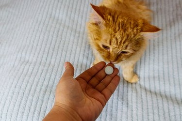 Ginger cat getting a pill from female hand. Concept of taking medicines or vitamins for animals, veterinary medicine, pet care