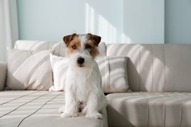 Jack Russell Terrier pup.