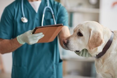 Vet Examining Labrador Dog