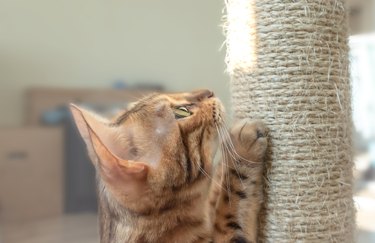 Domestic cat scratching scratching post closeup.