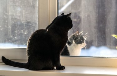 Two cats, black and black and white, sit on opposite sides of a window