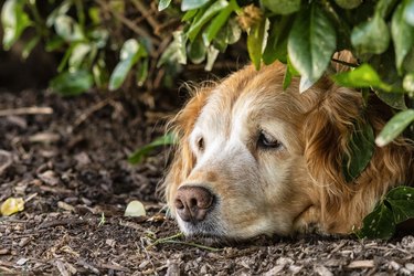 Senior Golden Retriever staying cool in the shade of a bush on hot Summer day
