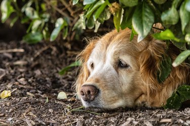 are arbutus bushes bad for dogs