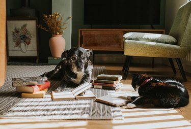 Humorous image of an old black dog wearing glasses, reading a book. A black cat lies next to her, also reading a book.