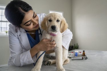 Listening to a Puppy's Heart