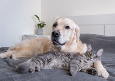 A cat and a dog lie together on the bed. Pets sleeping on a cozy gray plaid. The care of animals. Love and friendship of a kitten and a puppy.