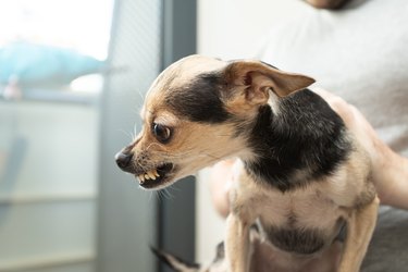 small chihuahua looking to the side and baring teeth