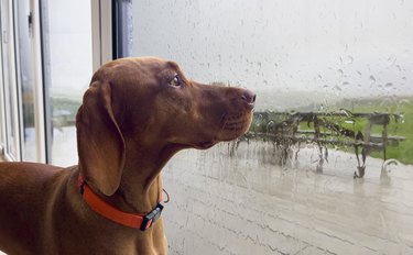 Dog looking out of a raindrop window