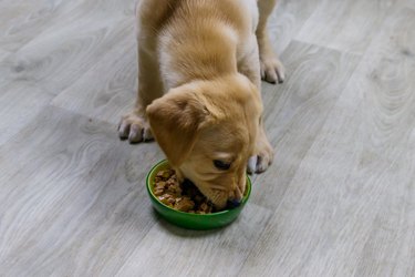 Small cute labrador retriever puppy dog eating his food from green bowl on a floor