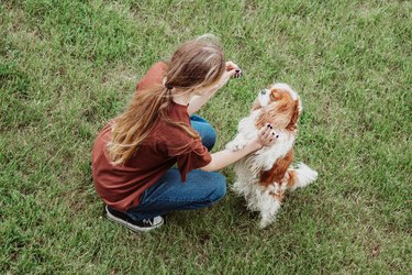 Woman training a Cavalier King Charles spaniel in a park