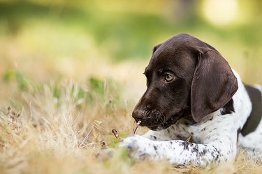 German Short-haired Pointer puppy closeup