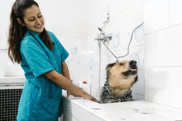 Smiling young groomer bathing German shepherd in sink at pet salon