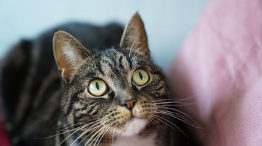 Curious looking cat on sofa