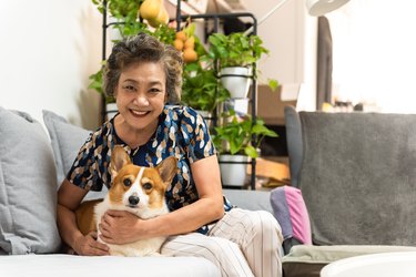 Senior woman holding her dog on sofa. Corgi dog
