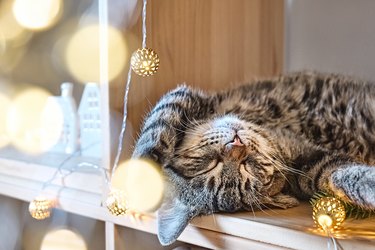 Cute tabby cat sleeping wooden shelf near christmas tree with christmas lights in background. Happy winter holidays.