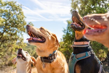 Dogs of different breeds looking up to same direction outdoor