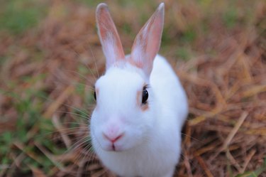 Cute Mini Usagi in High Angle Close Up Shot